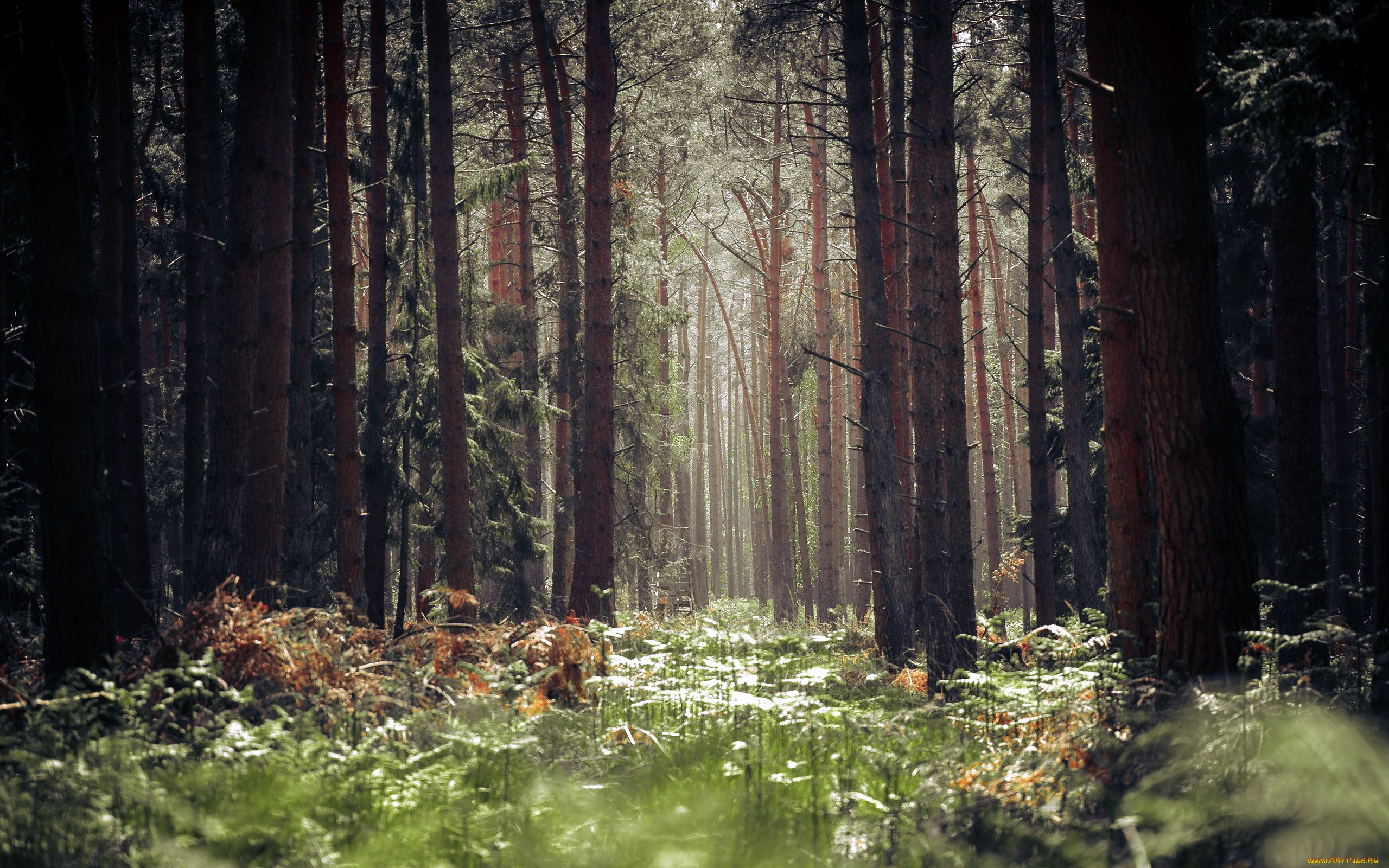 Лес красота природы